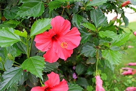 扶桑花