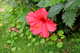 扶桑花