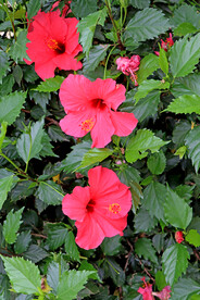 扶桑花