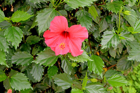扶桑花