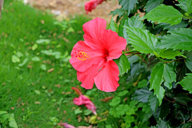 扶桑花