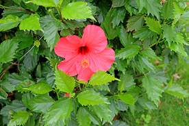 扶桑花