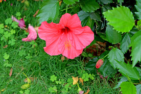 扶桑花
