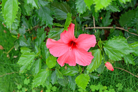 扶桑花