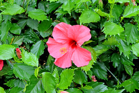 扶桑花