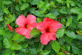 扶桑花