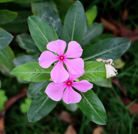 长春花
