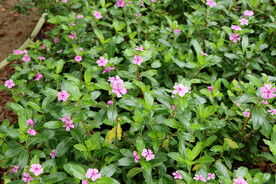 长春花