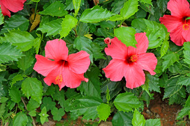 扶桑花