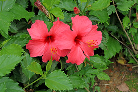 扶桑花
