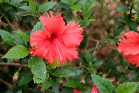 扶桑花