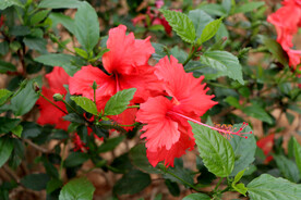 扶桑花