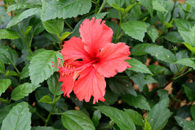 扶桑花