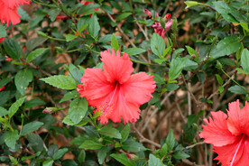 扶桑花
