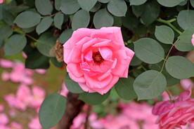 月季花
