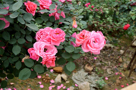 月季花