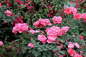 月季花