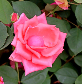 月季花