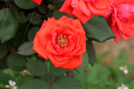 月季花