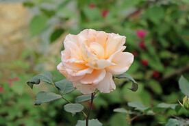 月季花