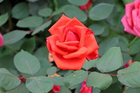 月季花