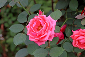 月季花