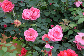 月季花