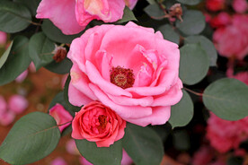 月季花