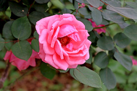 月季花
