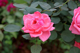 月季花
