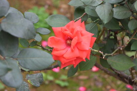 月季花