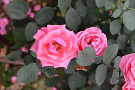月季花