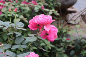 月季花