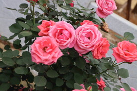 月季花
