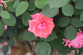 月季花