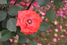 月季花