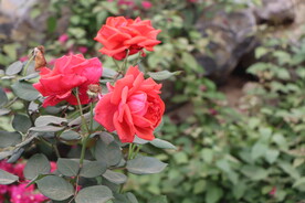 月季花