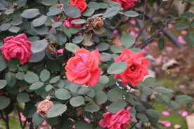 月季花