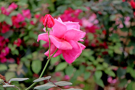 月季花