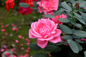 月季花