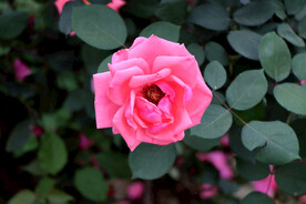 月季花