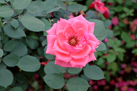 月季花
