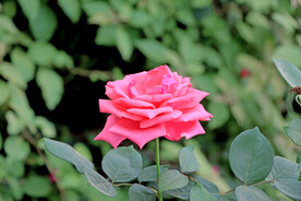 月季花