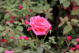 月季花