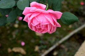 月季花