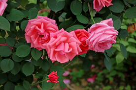 月季花