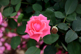 月季花
