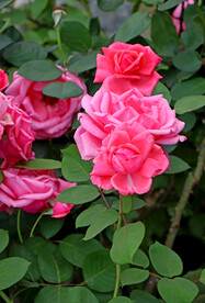 月季花