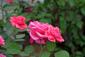 月季花