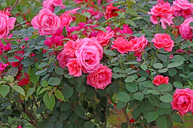月季花